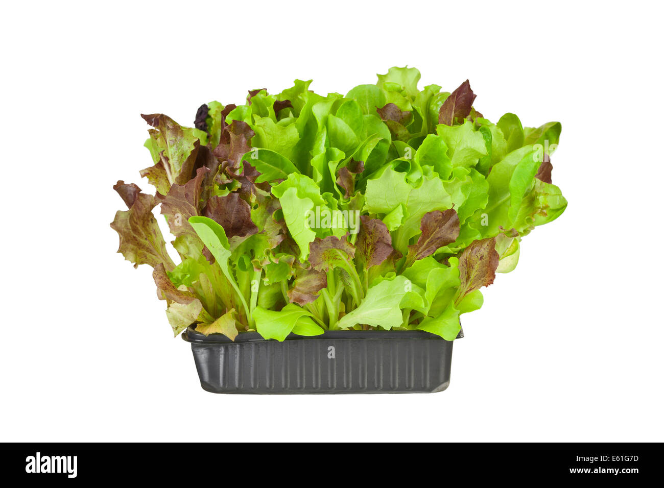 Living salad, red and green baby leaf lettuce in a tray isolated against a white background Stock Photo