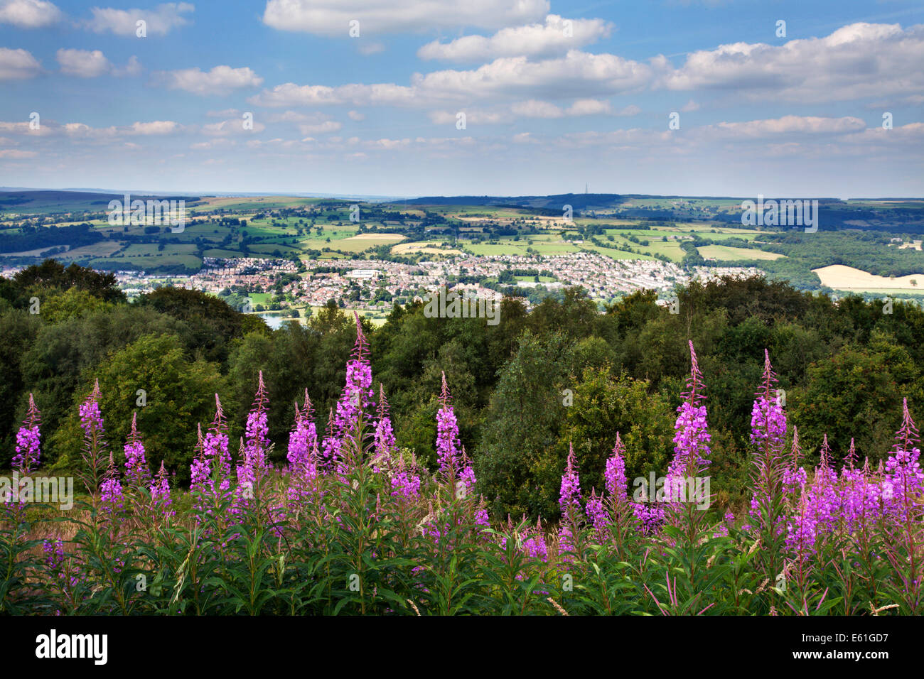 Rosebay Willow Herb along the Dales Way overlooking Otley and