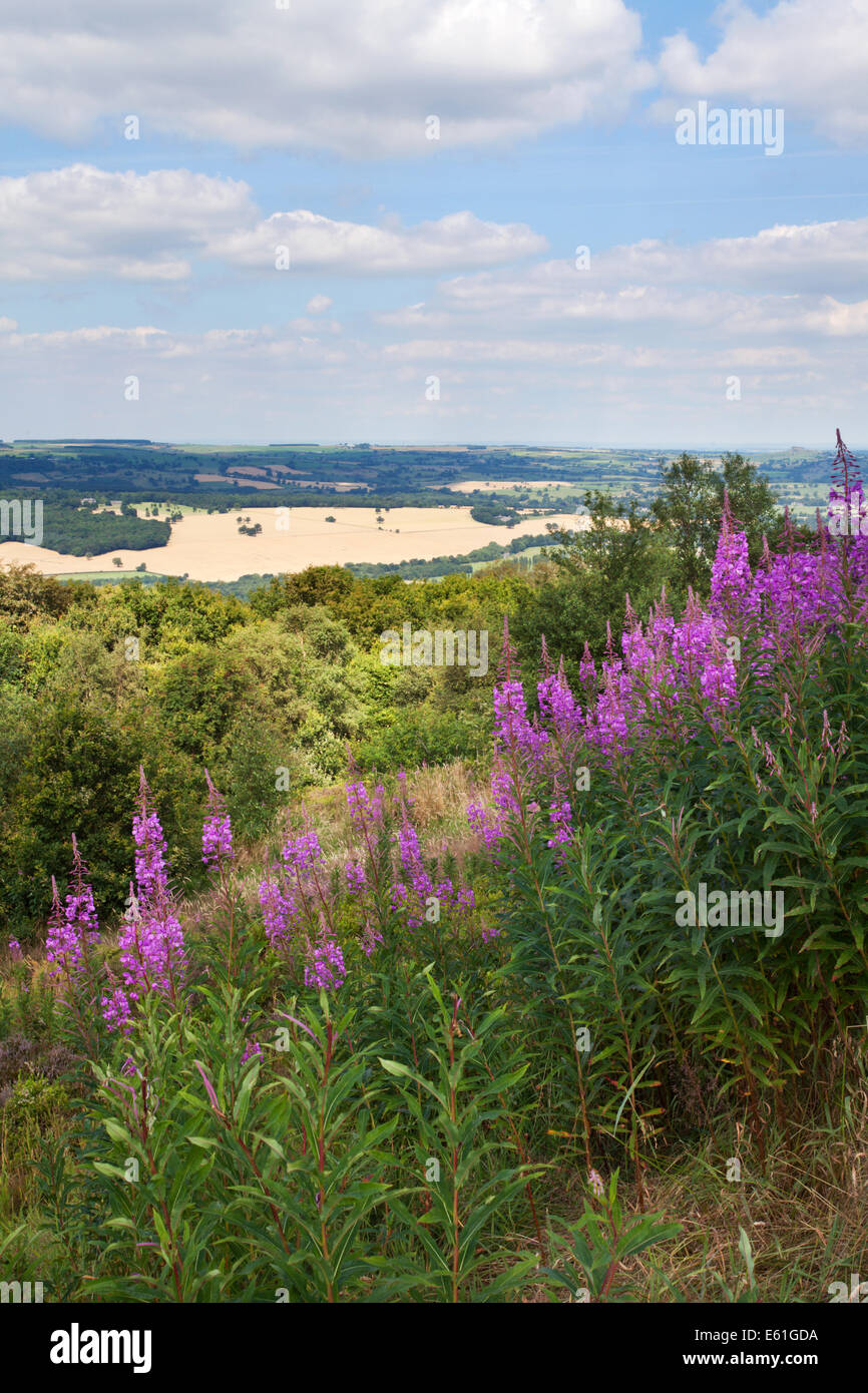 Rosebay Willow Herb along the Dales Way Wharfedale from The Chevin West Yorkshire England Stock Photo