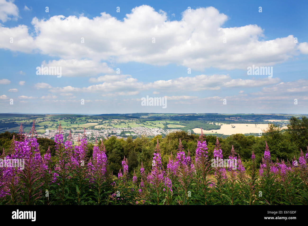 Rosebay Willow Herb along the Dales Way overlooking Otley and Wharfedale from The Chevin West Yorkshire England Stock Photo