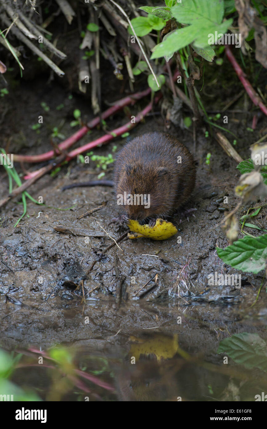 Arvicola amphibius - water vole in UK, sitting on muddy riverbank nibbling Stock Photo