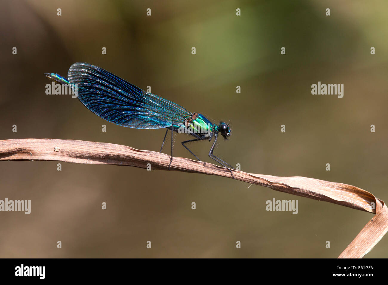 calopteryx splendens - male Banded Demoiselle perched on a dried reed Stock Photo