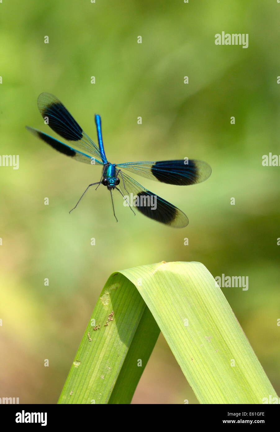 calopteryx splendens -male Banded Demoiselle in flight, alighting on a reed Stock Photo