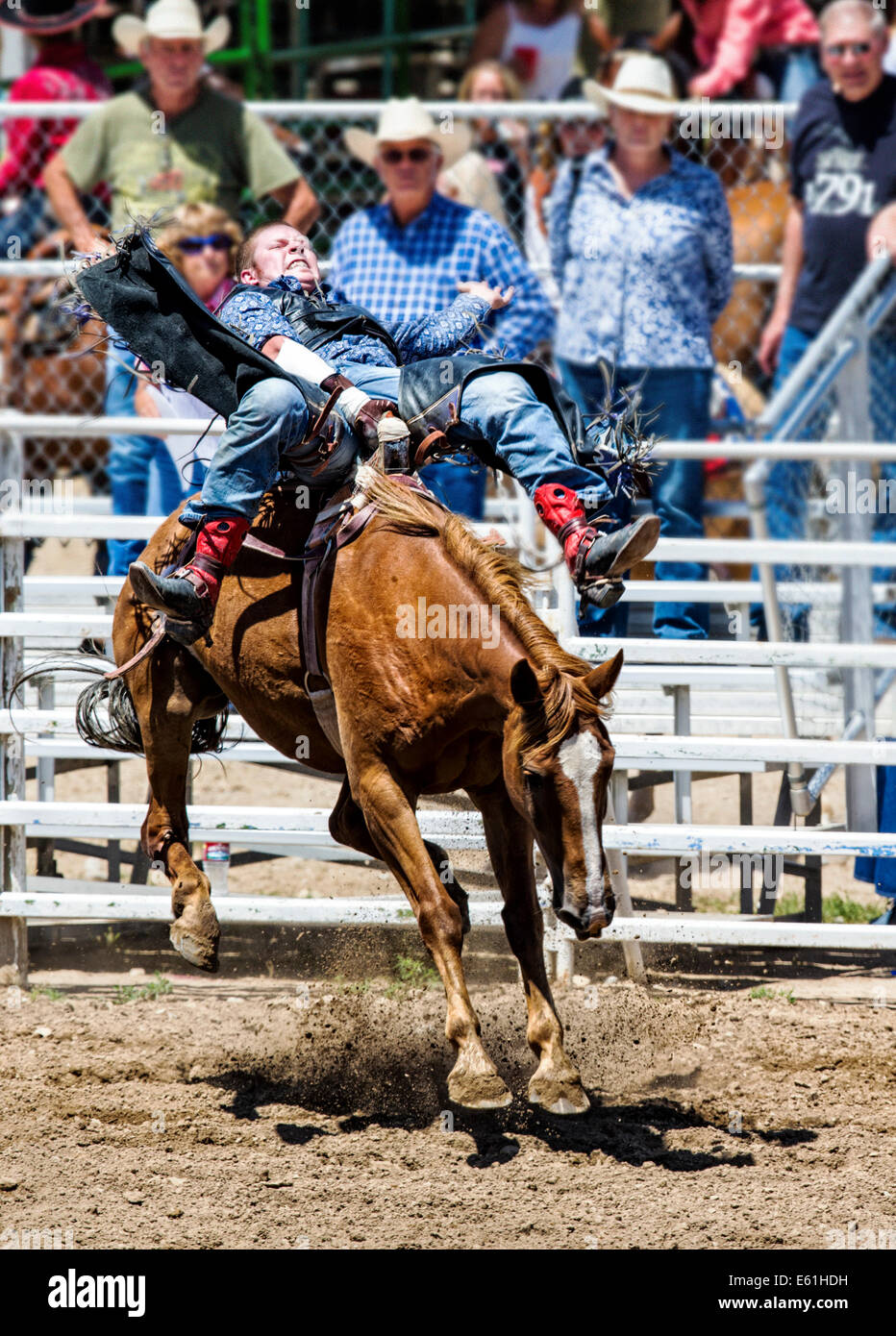 Cowboy riding a horse in the saddle bronc competition, Chaffee County Fair & Rodeo Stock Photo