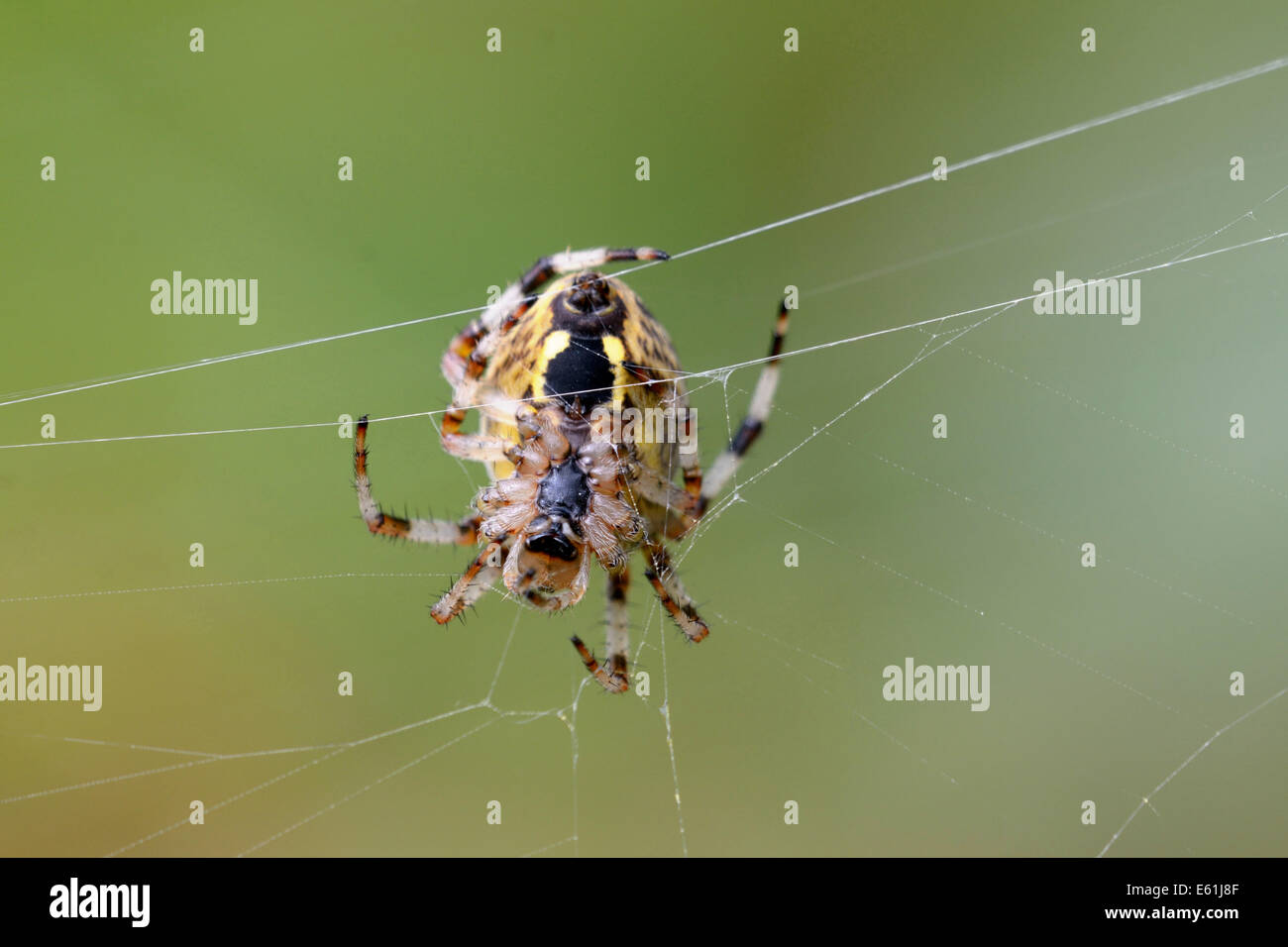 European garden spider (Araneus diadematus) Stock Photo