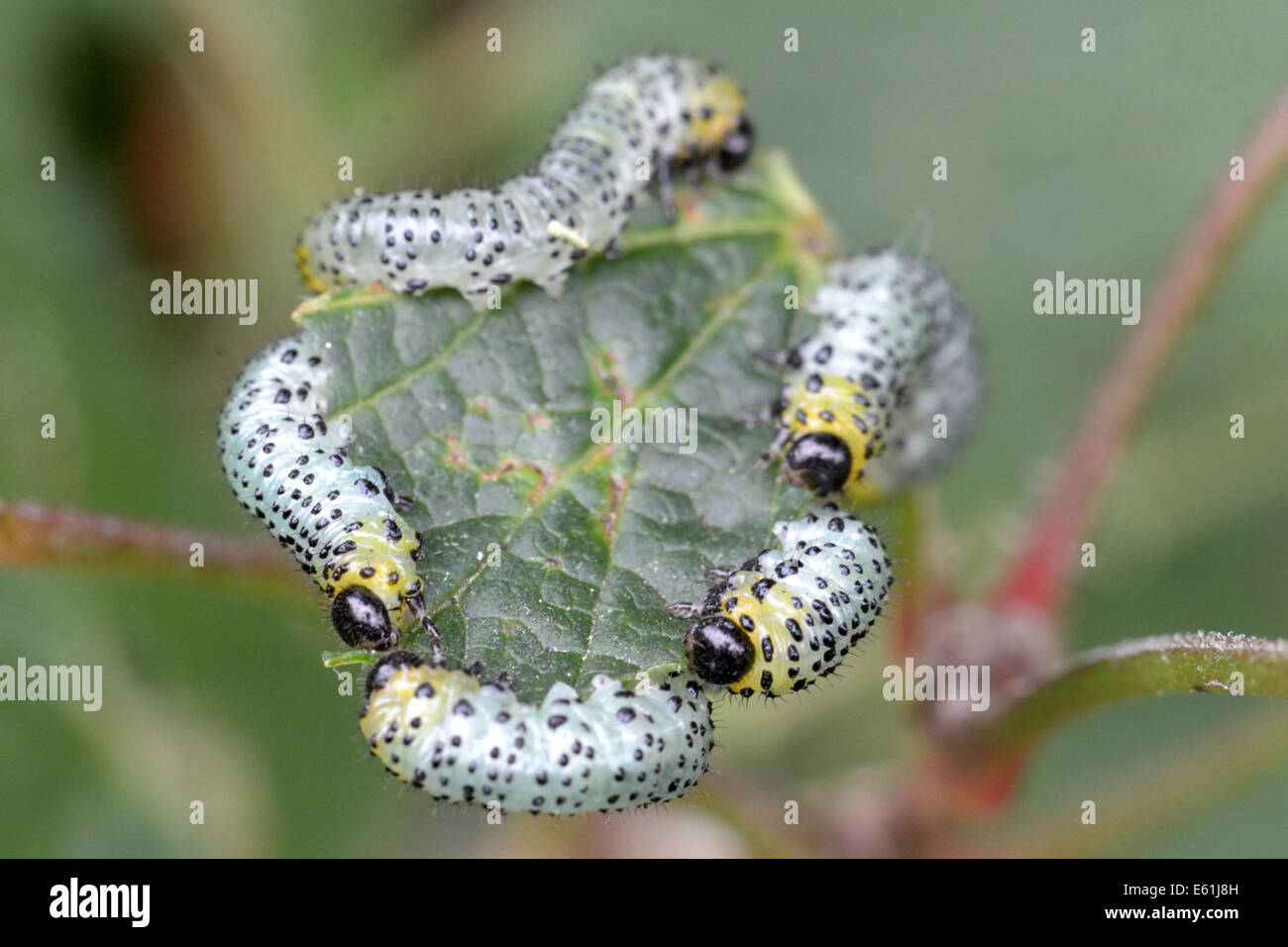 Gooseberry sawfly (Nematus ribesii) catepillars feeding on rec currant leaf Stock Photo