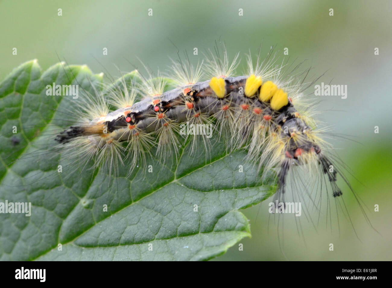 Rusty tussock moth caterpillar (Orgyia antiqua) on red currant leaf Stock Photo