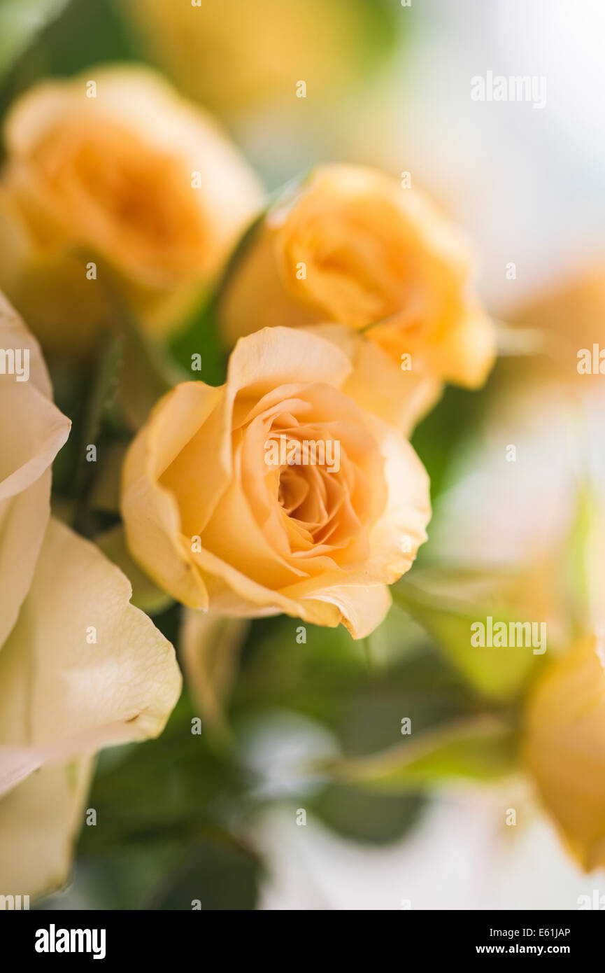 Peach coloured roses as part of a floral bouquet. Stock Photo