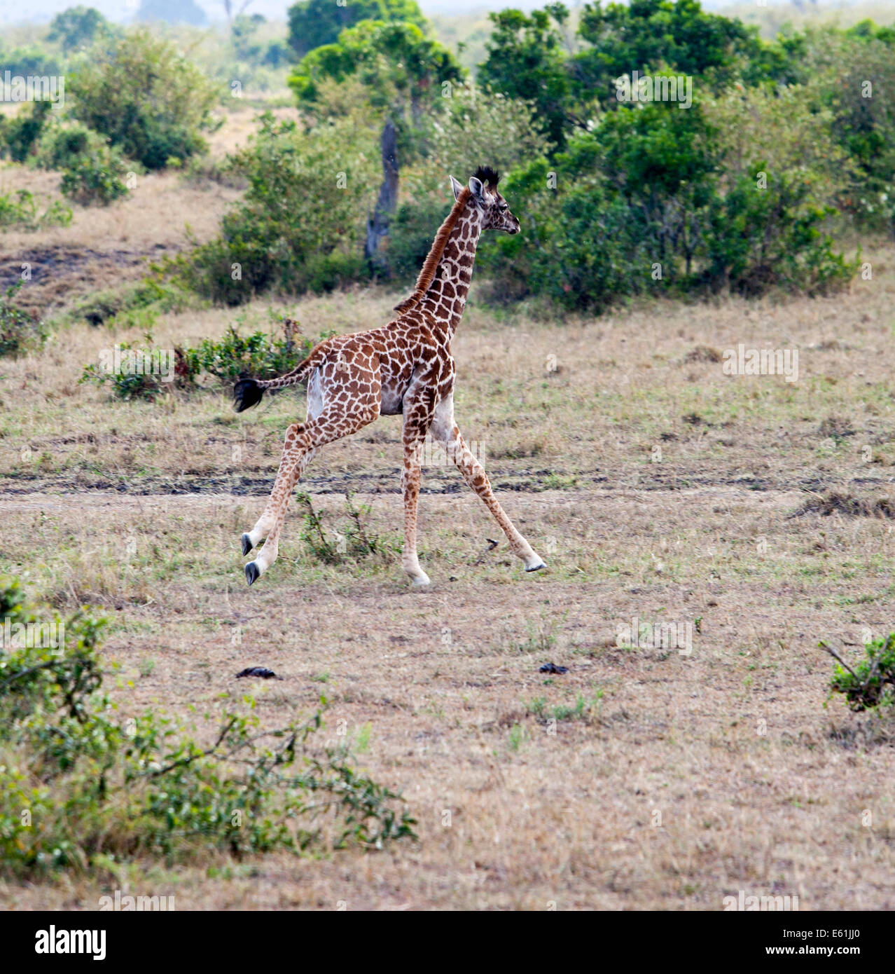 young giraffe running in the Masai Mara Kenya East Africa Stock Photo