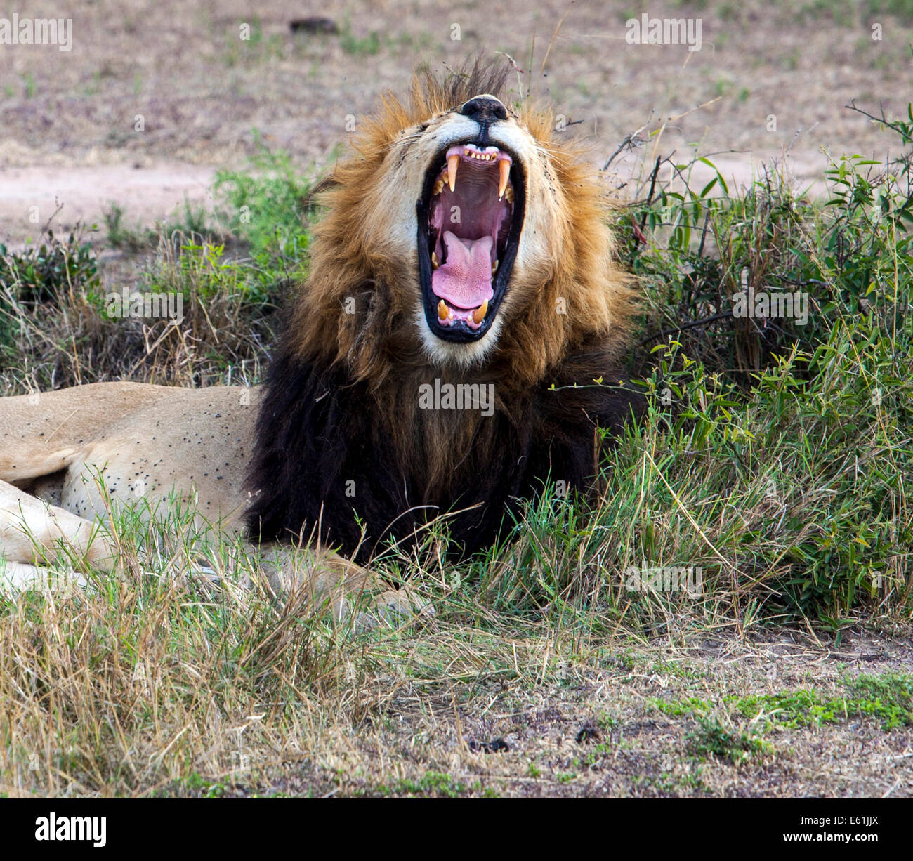 Lion roar hi-res stock photography and images - Alamy
