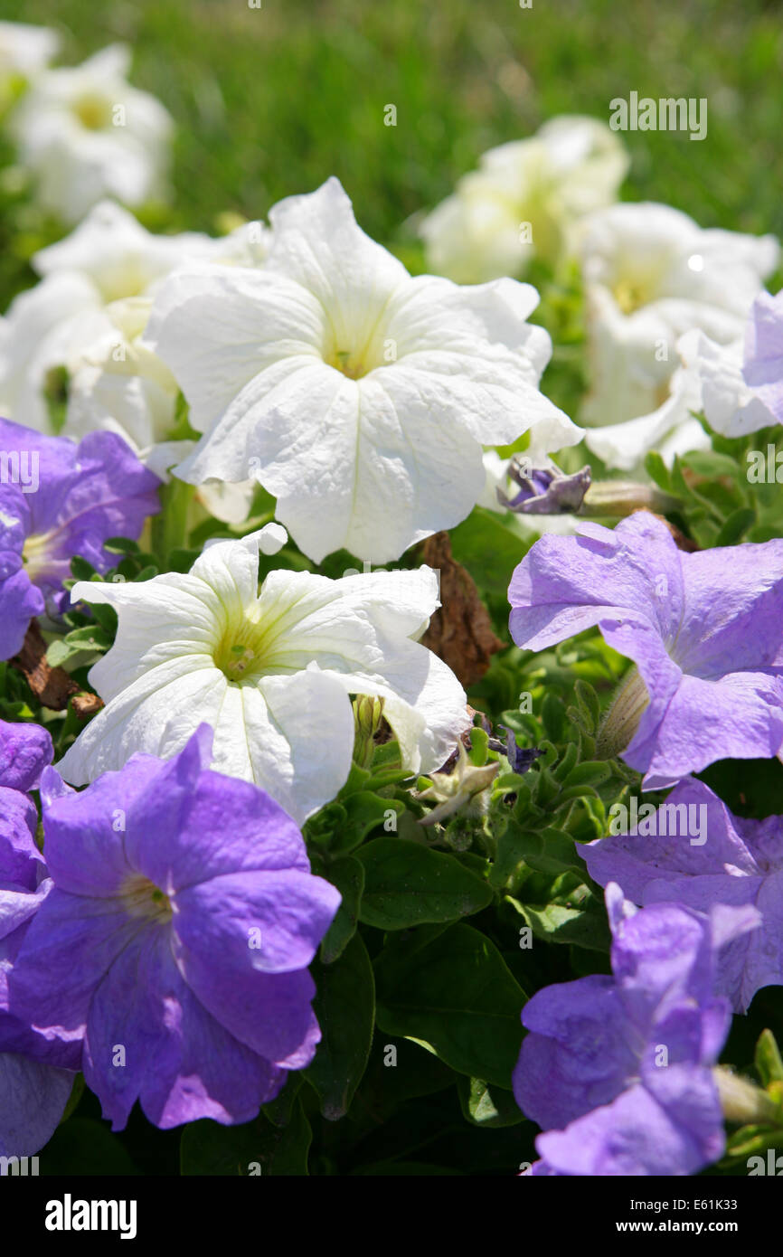 Lots of flowers hi-res stock photography and images - Alamy