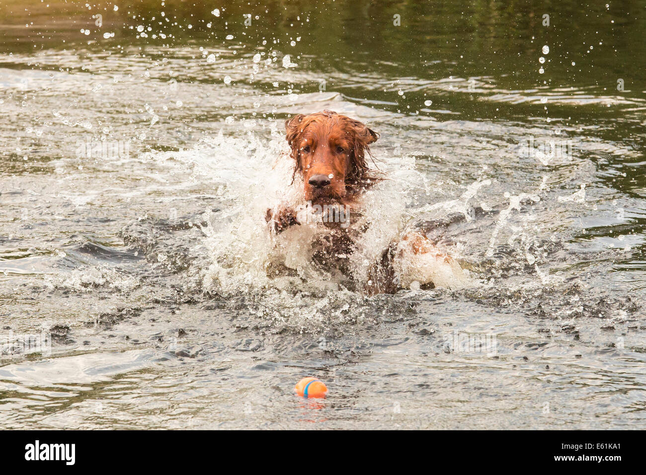 Irish setter plays with ball in the water Stock Photo