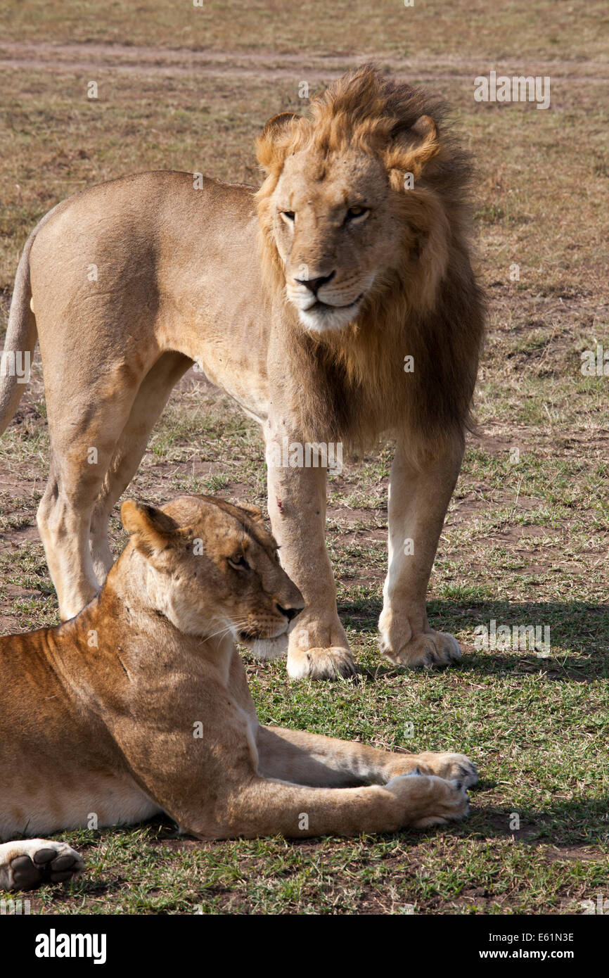 Pair of Lions in the Masai Mara Kenya Stock Photo - Alamy