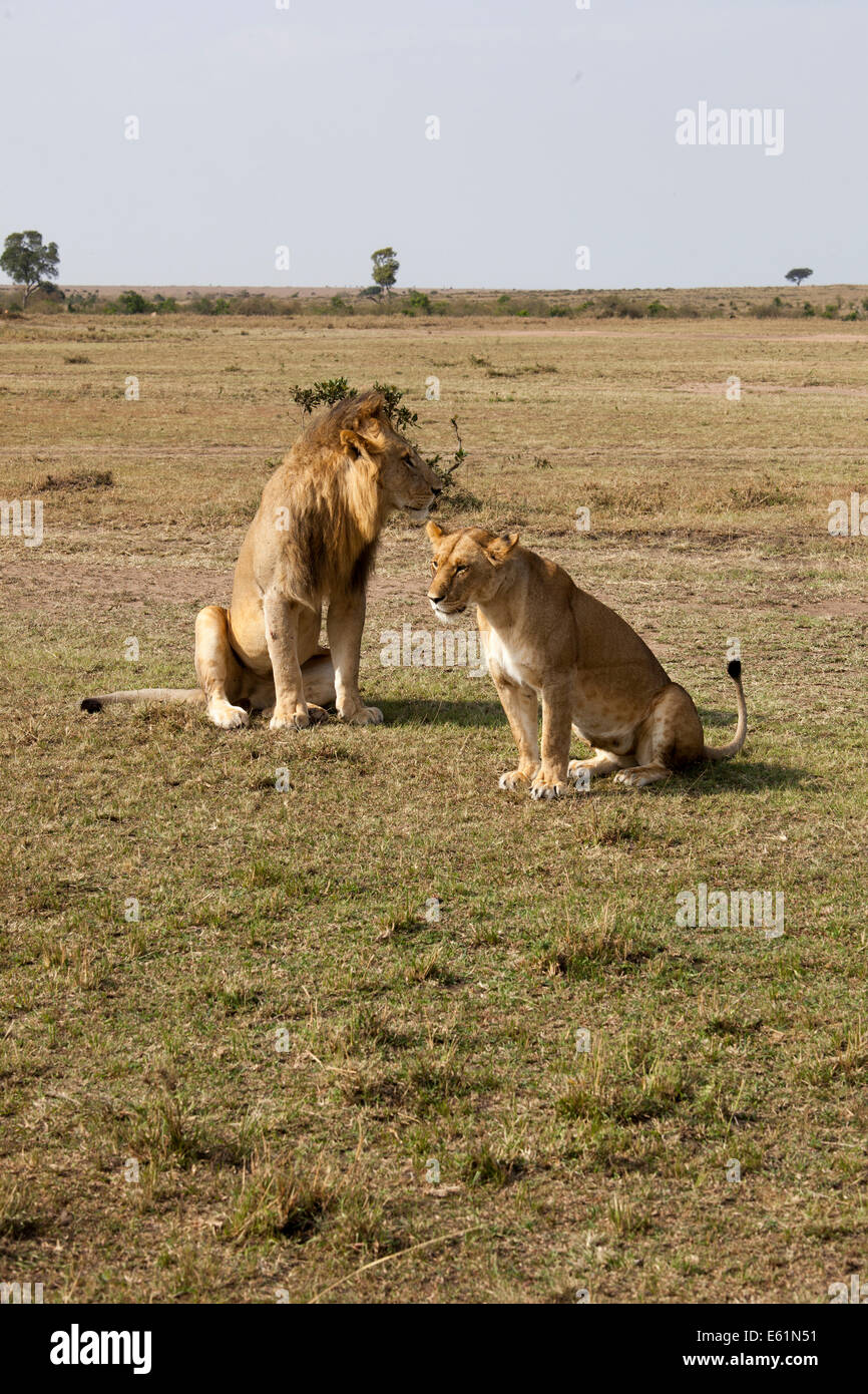 Lions kenya born free hi-res stock photography and images - Alamy