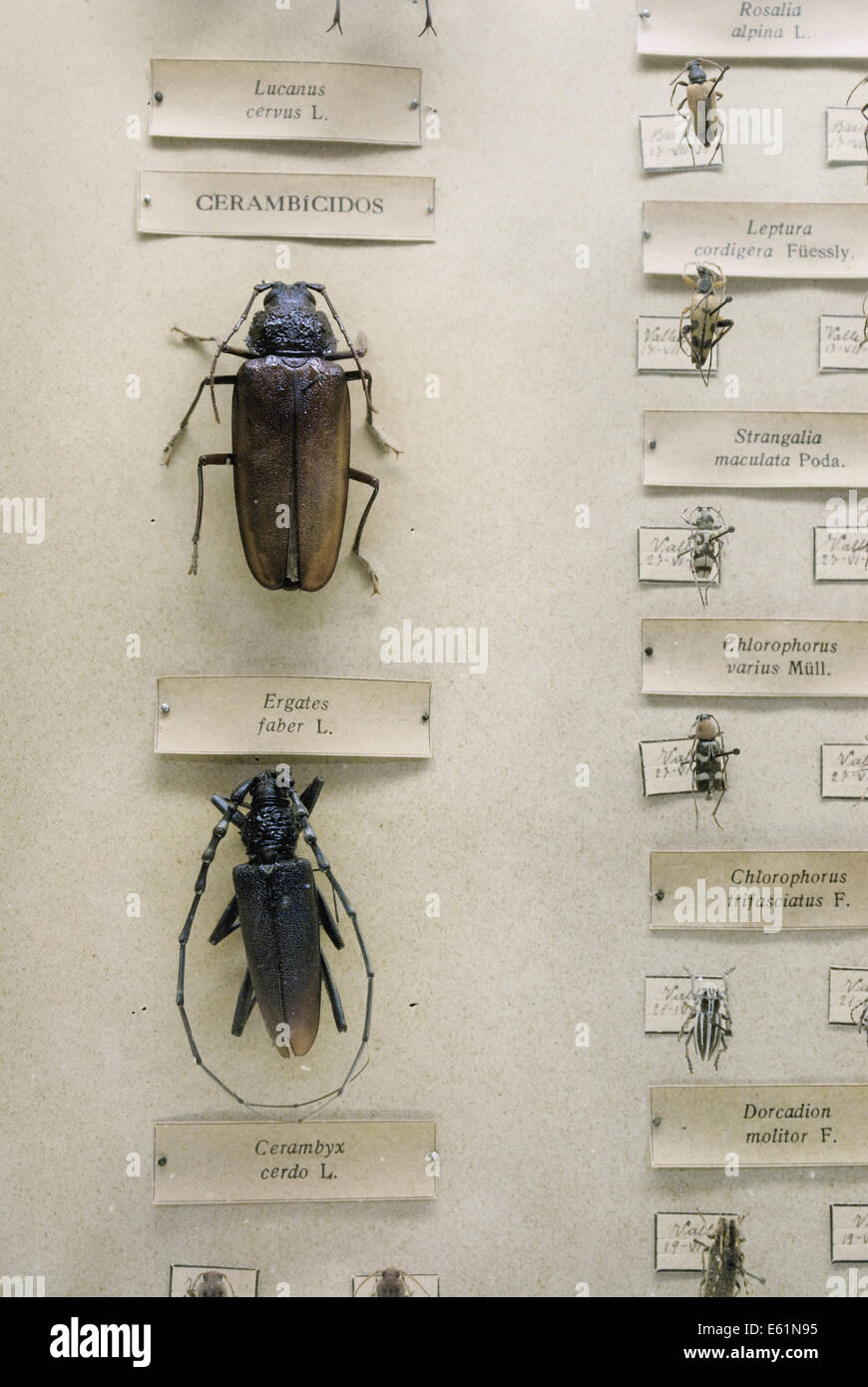 collection of beetle specimen Stock Photo
