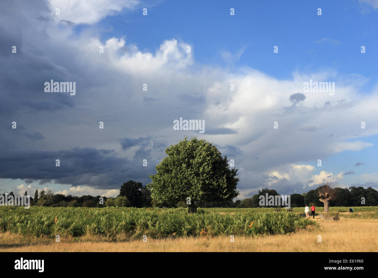 Bushy Park, SW London, UK. 11th August 2014. Weather: It was a day of sunshine and showers across the UK. Here in Bushy Park dramatic cloud formations bubbled up ahead of the rain. Credit:  Julia Gavin/Alamy Live News Stock Photo