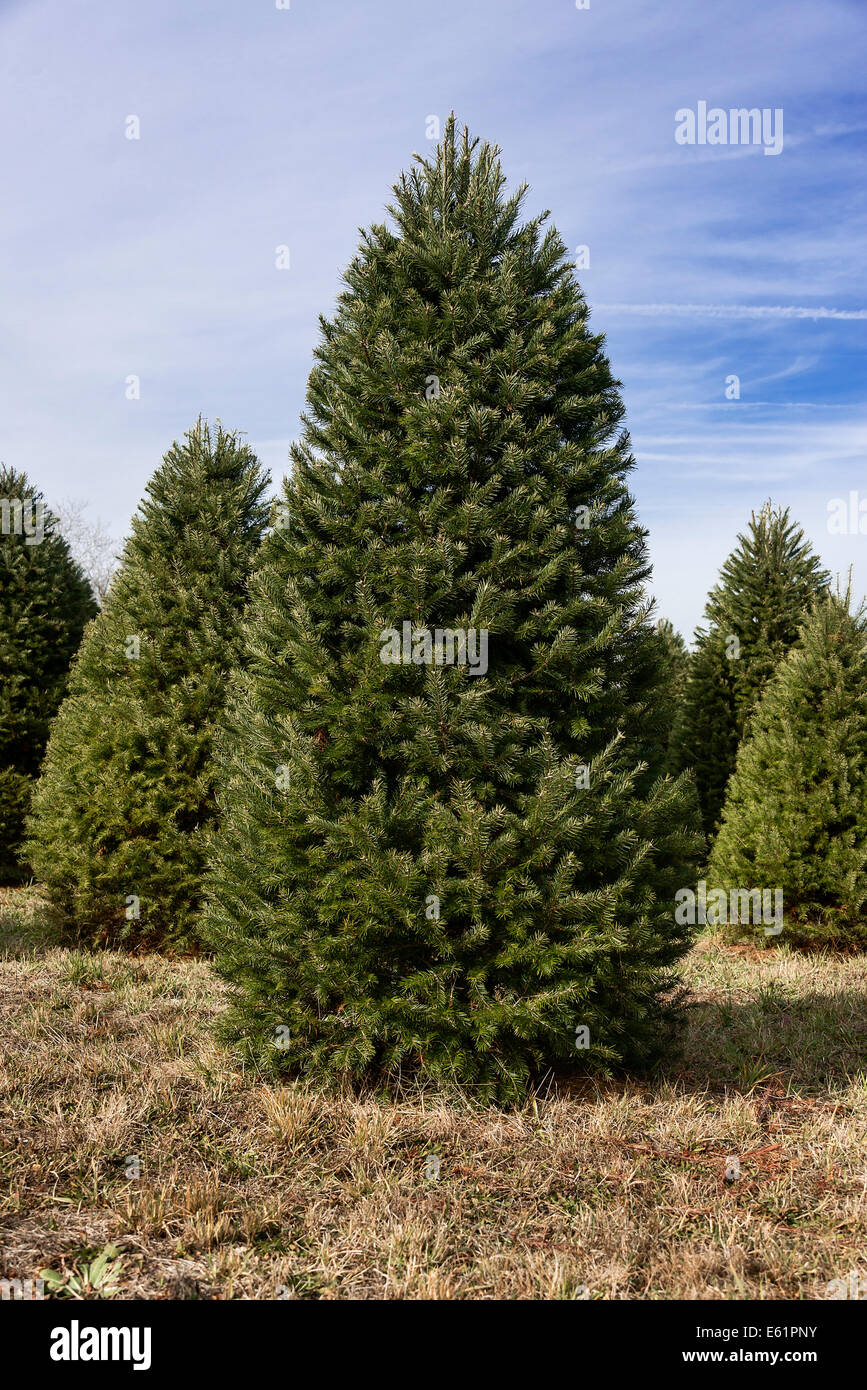 Mature Christmas trees on a cut your own farm, New Jersey, USA Stock Photo