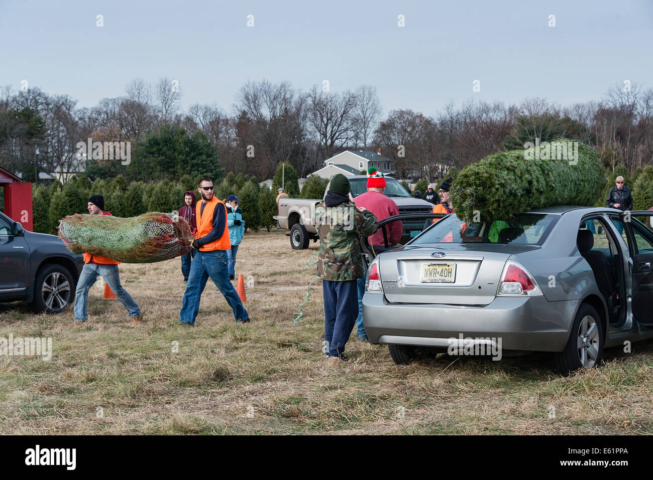Customers secure freshly cut trees selected at a Christmas tree farm, New Jersey, USA Stock Photo