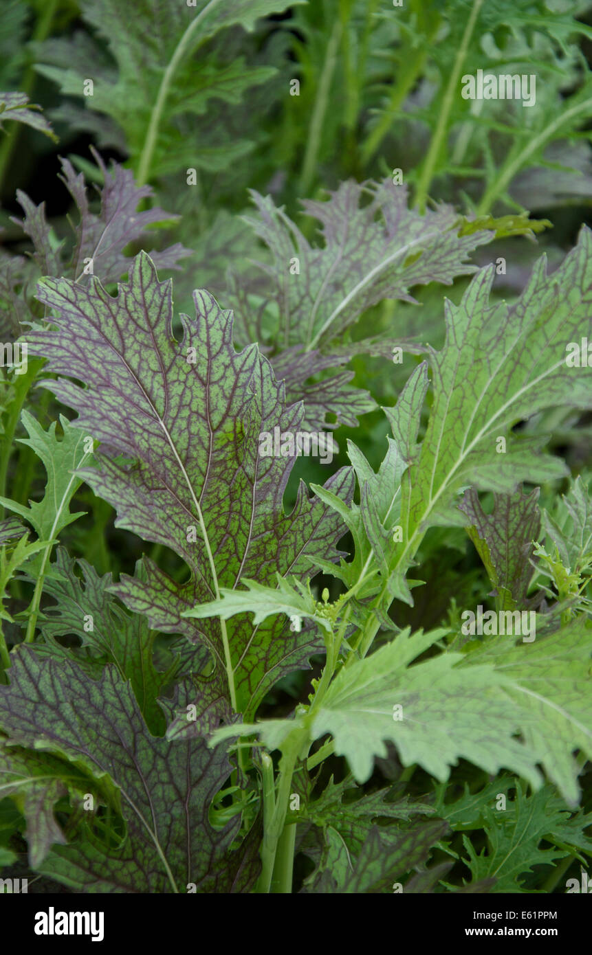 Mustard - Brassica juncea 'Red Dragon Stock Photo - Alamy