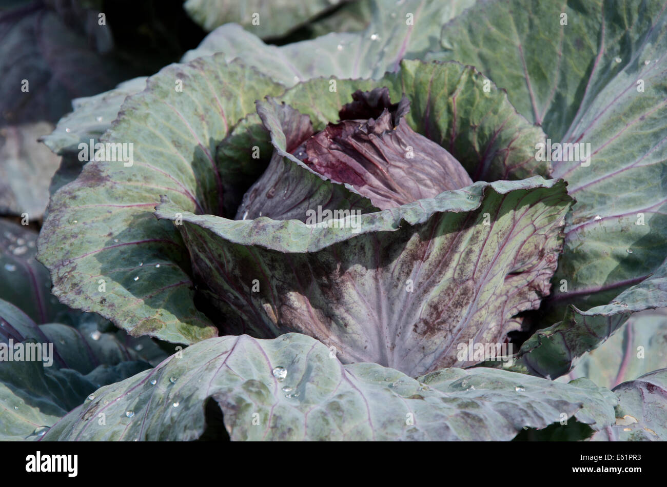 Cabbage Red Drumhead Stock Photo Alamy