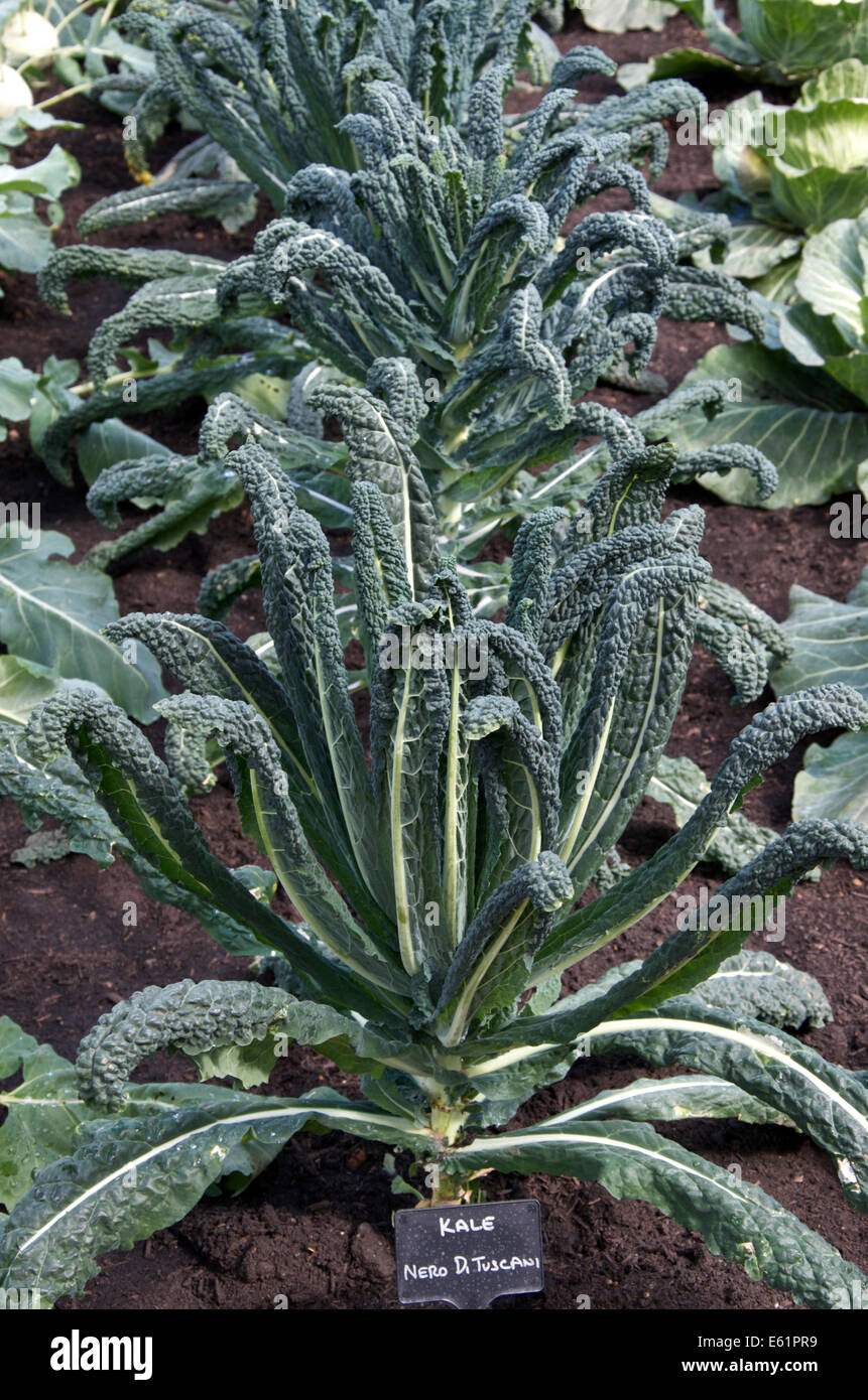Kale Nero Di Toscana growing in soil with a label showing Kale Nero Di Tuscani (sic.) Stock Photo