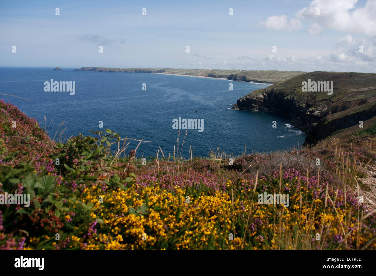 Wild flowers on the South West Coast Path looking out on to Perranporth Beach, Cornwall, England Stock Photo