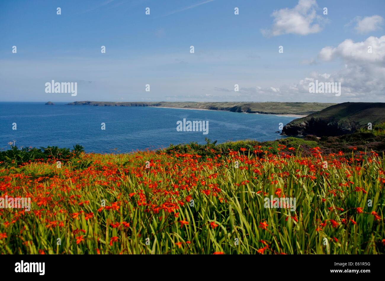 Summer wild flowers on the South West Coast Path in Cornwall, near Perranporth Beach Stock Photo