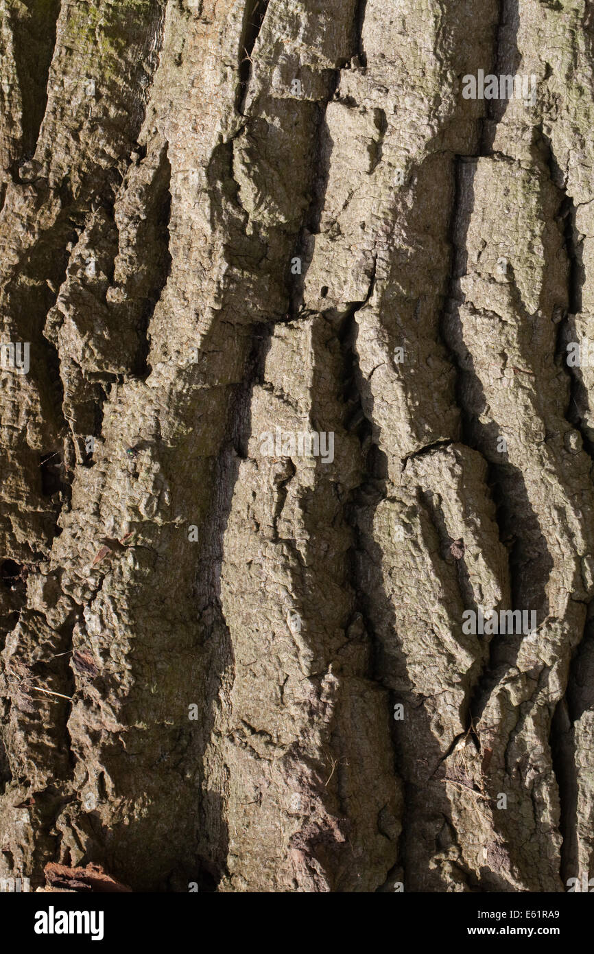 Black Poplar (Populus nigra). Trunk showing deeply fissured and ridged