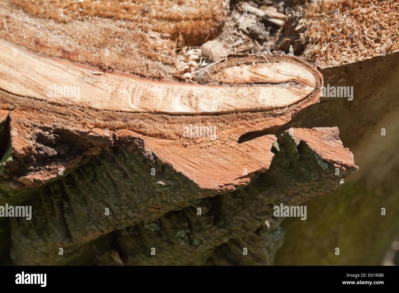 Black Poplar (Populus nigra). Section of a recently fallen tree. Showing deeply fissured, ridged, bark with interned reflexed Stock Photo