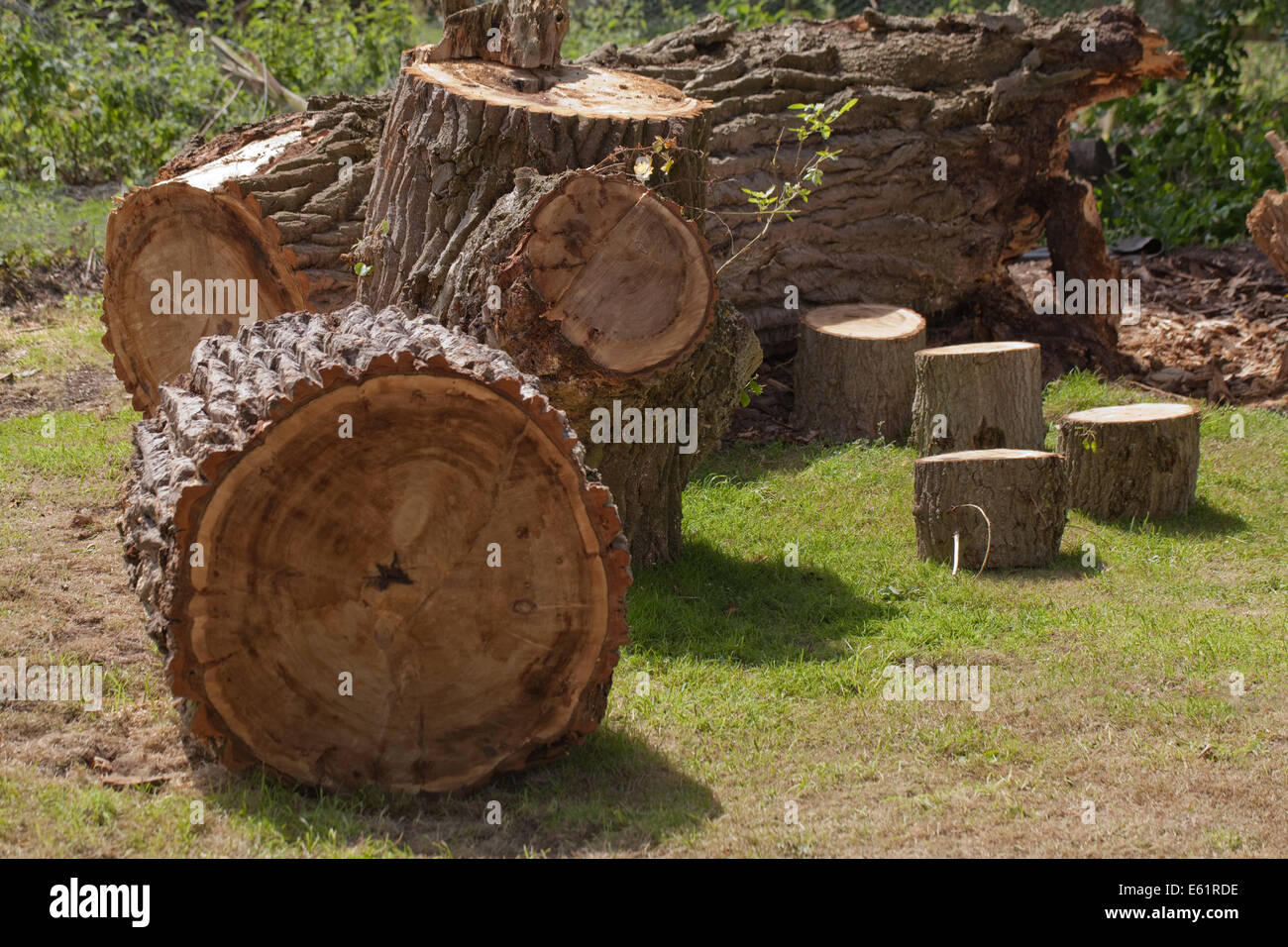 Black Poplar (Populus nigra). Cross sections of a recently fallen trunk showing deeply fissured and ridged bark. Play garden. Stock Photo