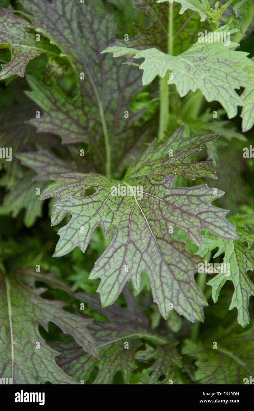 Mustard - Brassica juncea 'Red Dragon' Stock Photo - Alamy