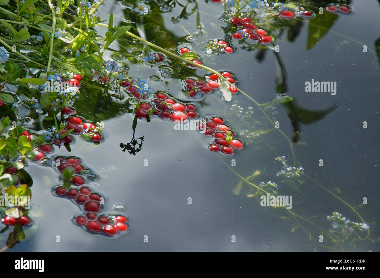 Cranberries floating in water in the Ocean Spray Garden at RHS Hampton