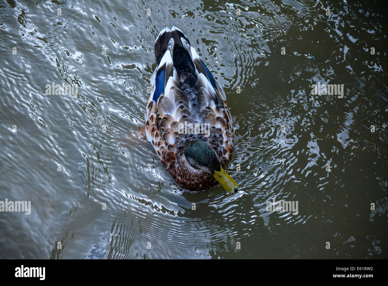 Aerial view of duck hi-res stock photography and images - Alamy