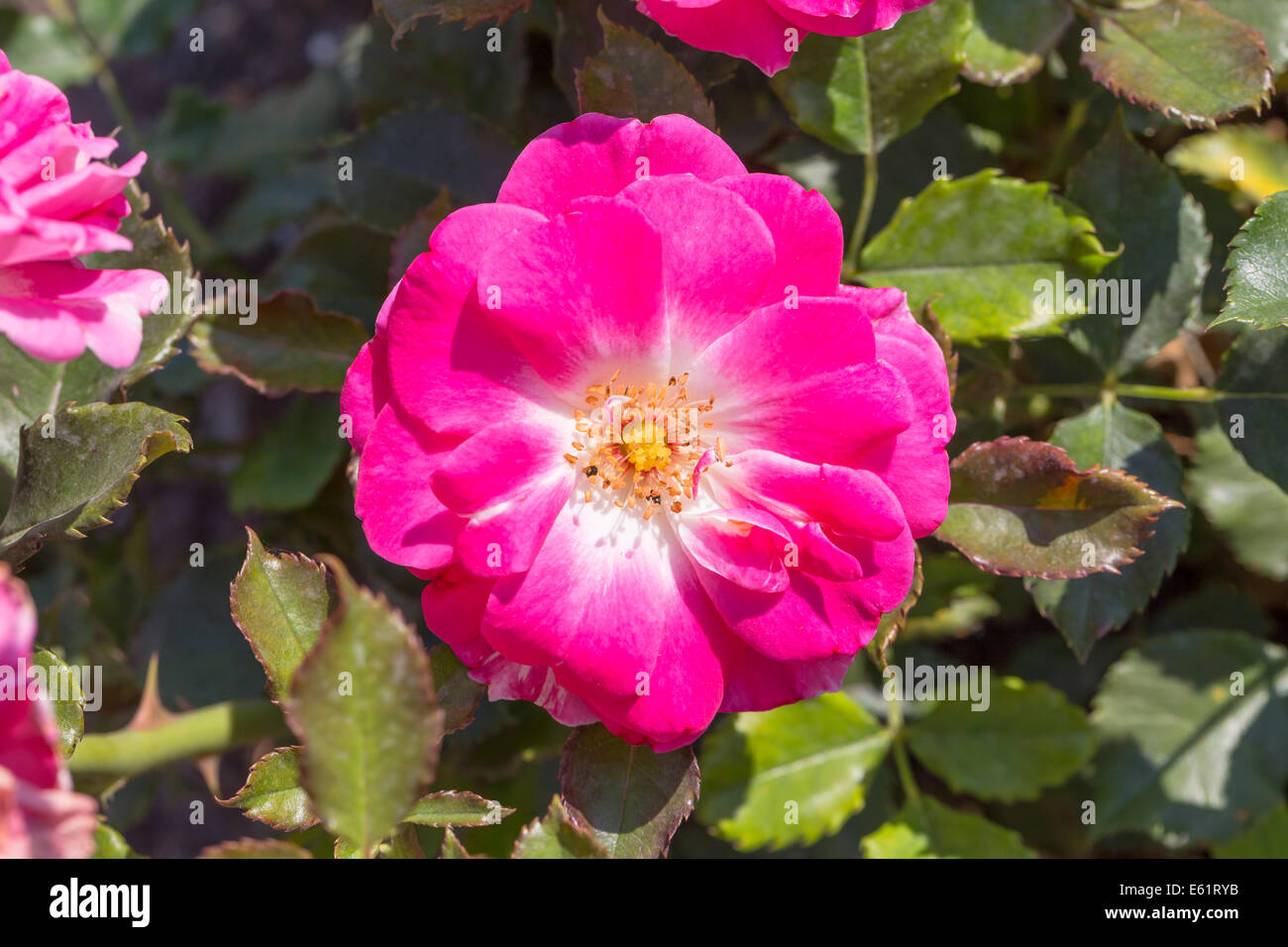 Pink rosa dumalis. This is a flower, wild rose Stock Photo
