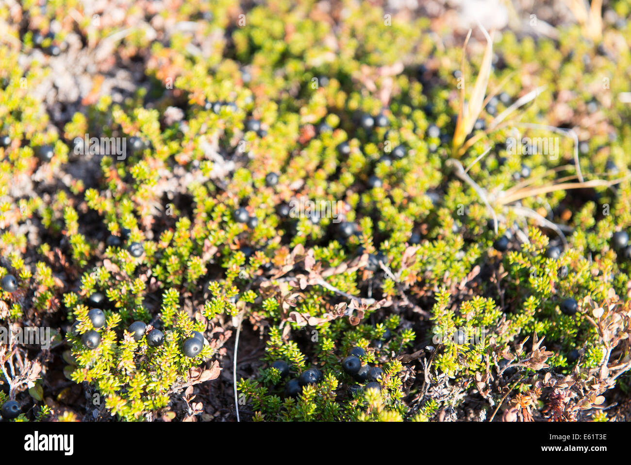 Wild black crowberries on Empetrum nigrum bush in Greenland with ripe fruits Stock Photo
