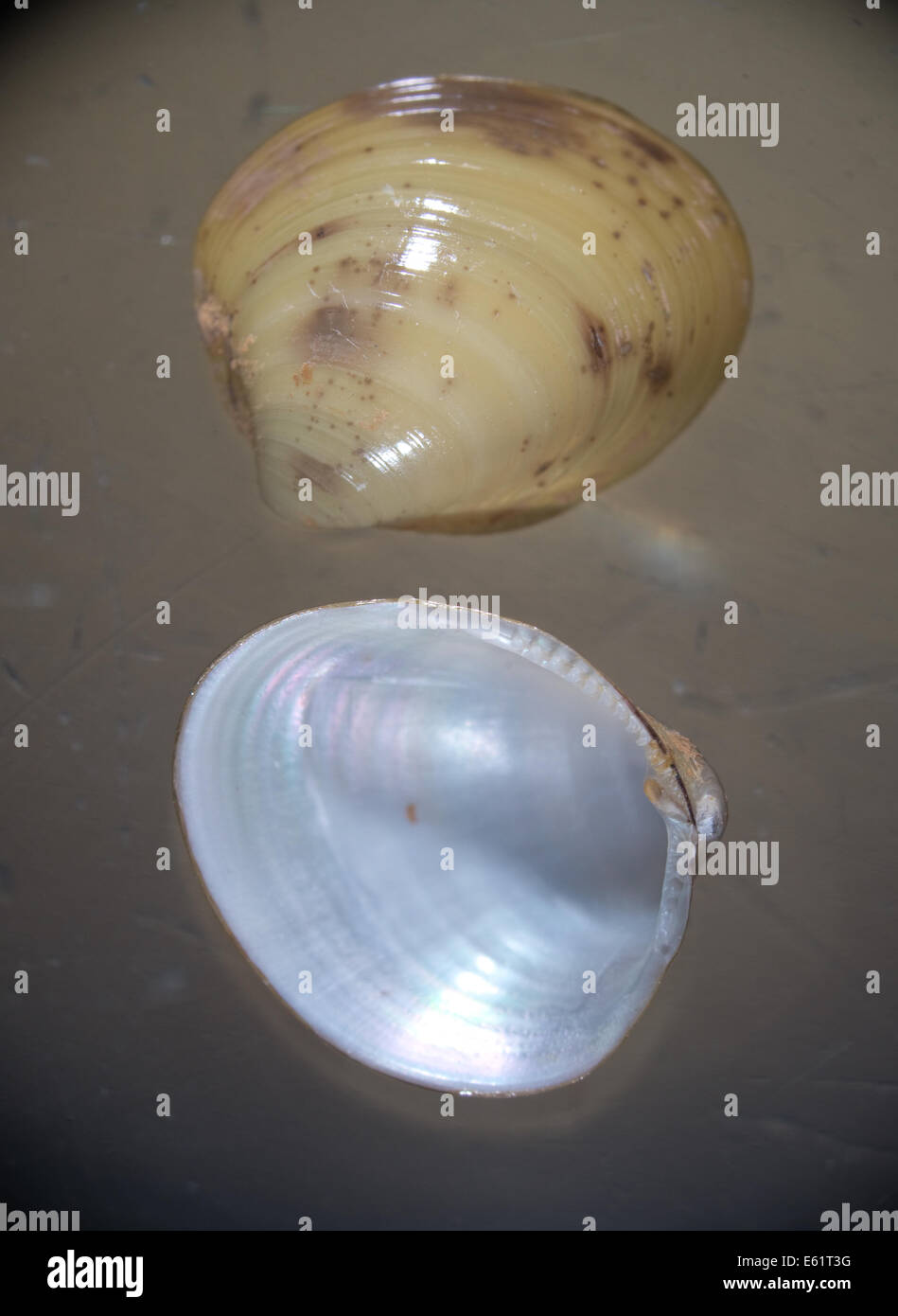Shells of an arctic bivalve showing the inner and outer surface, from the waters around Disko Island in Greenland Stock Photo