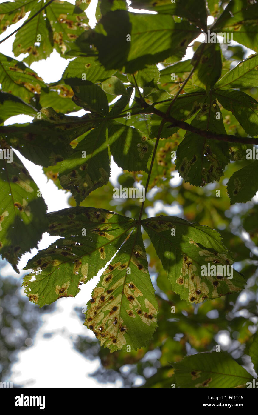 Horse Chestnut (Aesculus hippocastanum). Leaves infected  with Guignardia leaf blotch, (Guignardia aesculi). View from beneath. Stock Photo