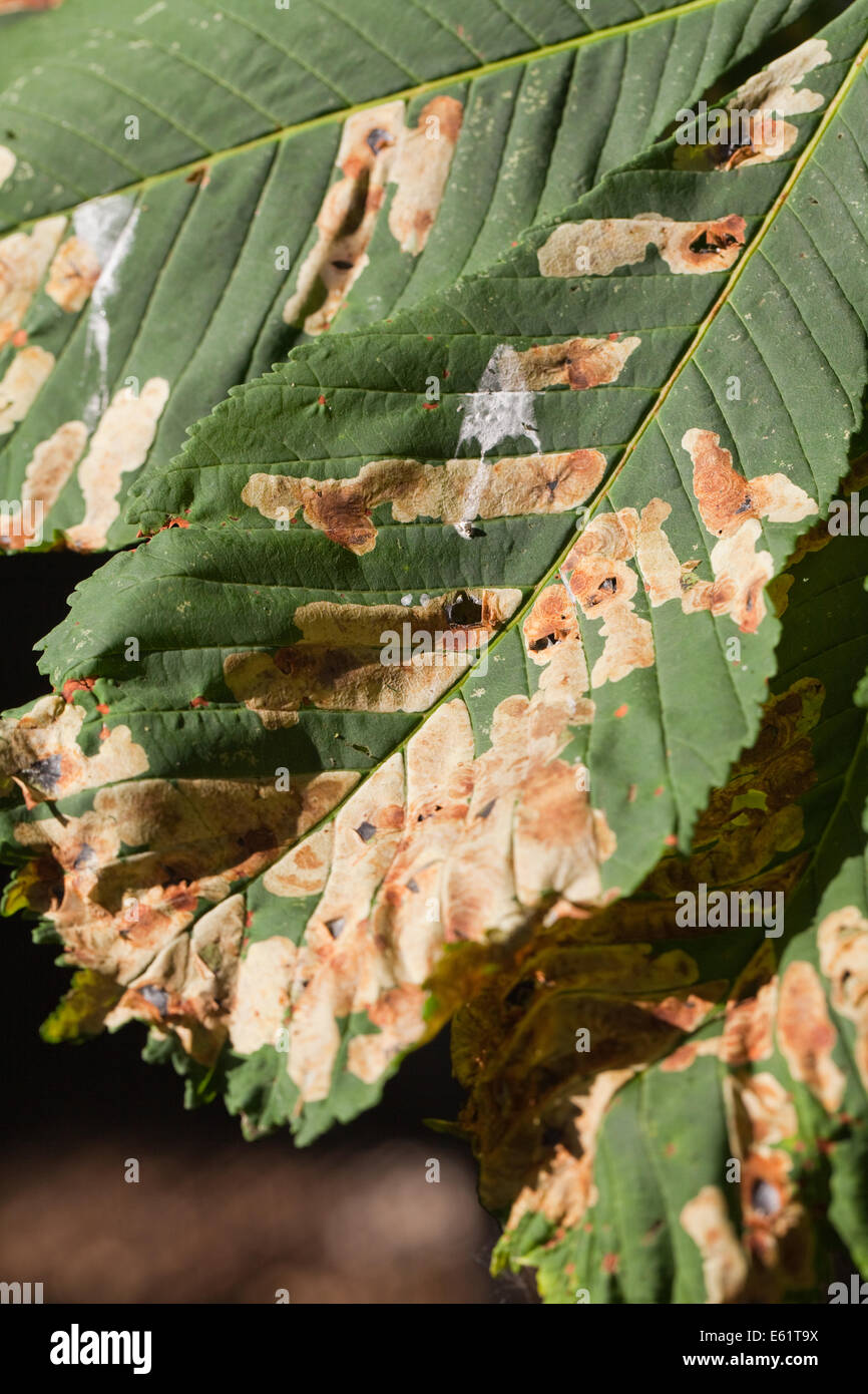 Horse Chestnut (Aesculus hippocastanum). Leaves infected  with Guignardia leaf blotch, (Guignardia aesculi). View from above. Stock Photo