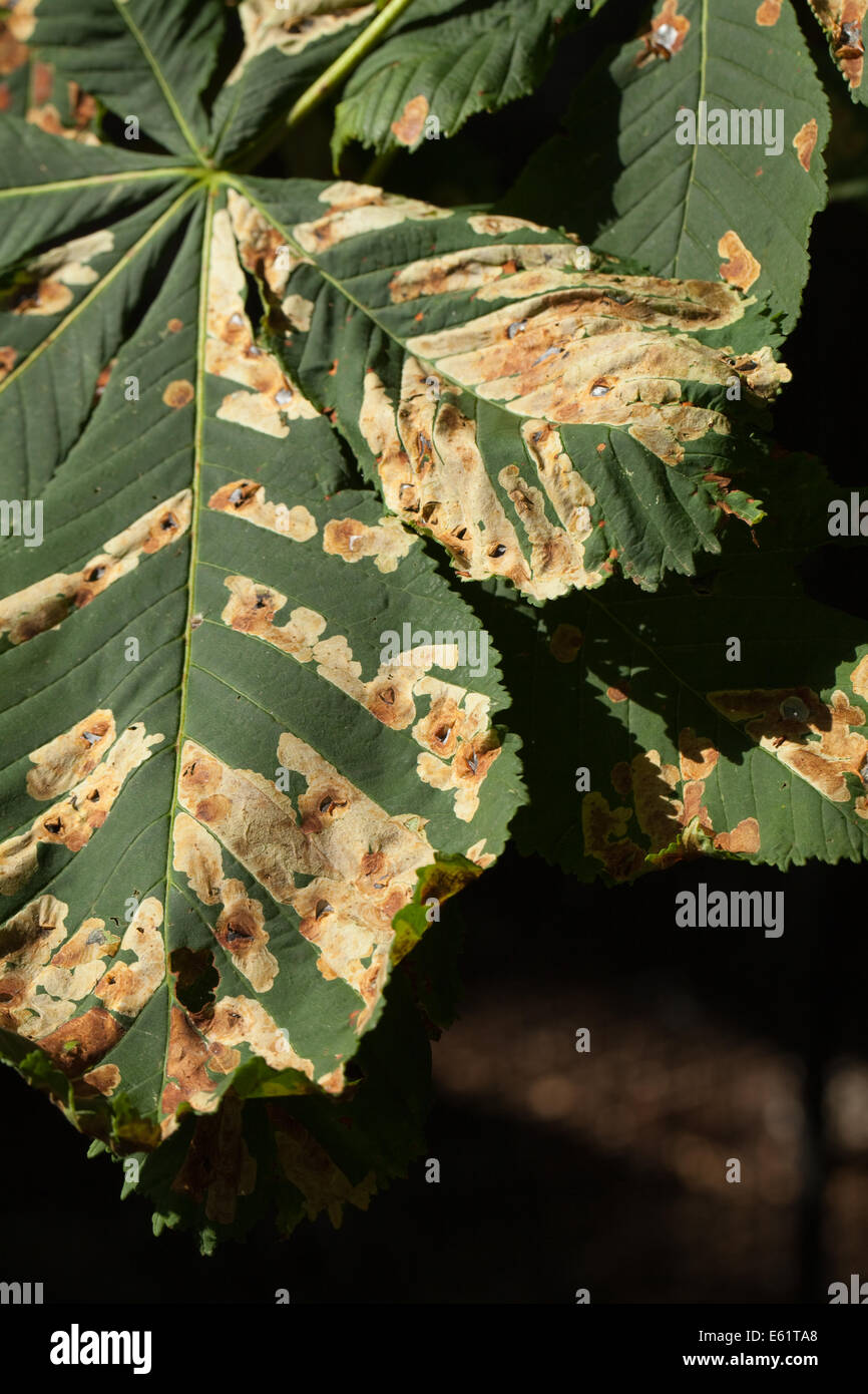 Leaf blotch fungus horse chestnut hires stock photography and images