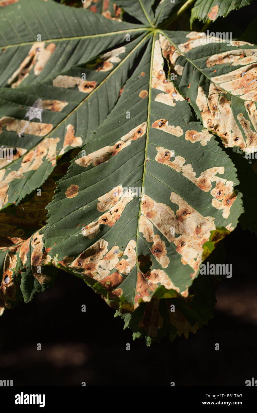Horse Chestnut (Aesculus hippocastanum). Leaves infected  with Guignardia leaf blotch, (Guignardia aesculi). View from above. Stock Photo