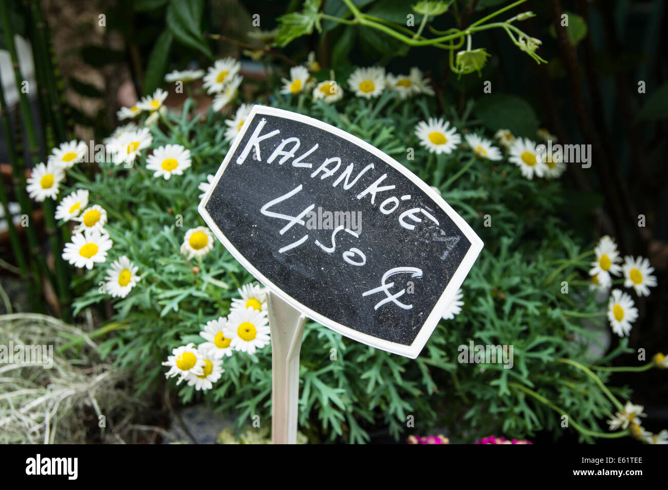Paris Flower Market main image 1