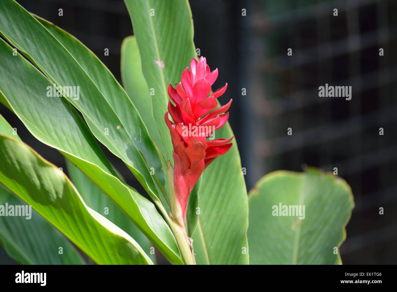 Chaconia hires stock photography and images Alamy
