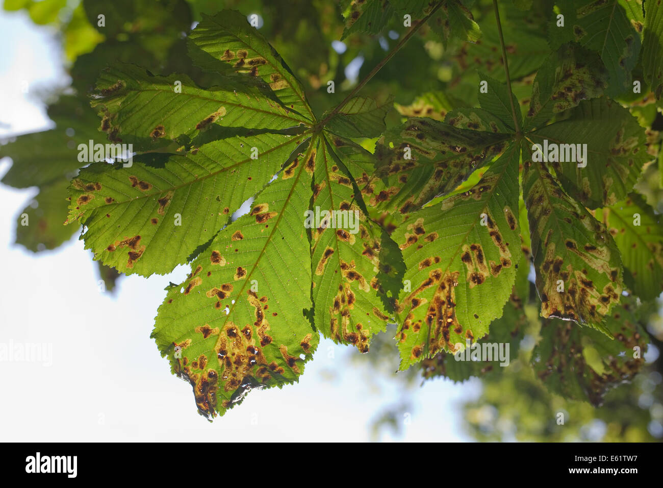Horse Chestnut (Aesculus hippocastanum). Leaves infected  with Guignardia leaf blotch, (Guignardia aesculi). Stock Photo