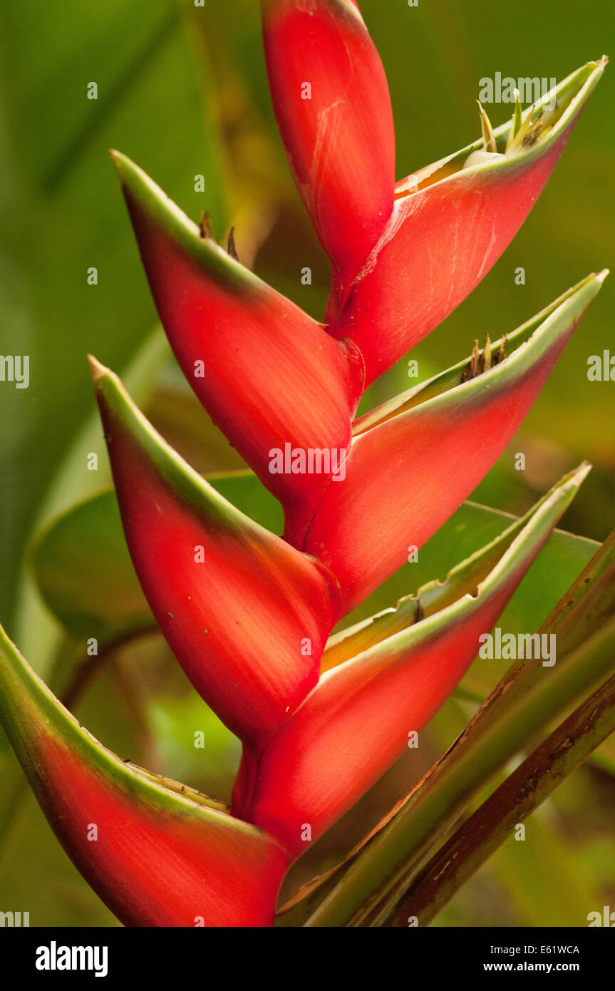 Tropical plant in flower, Kenya Stock Photo