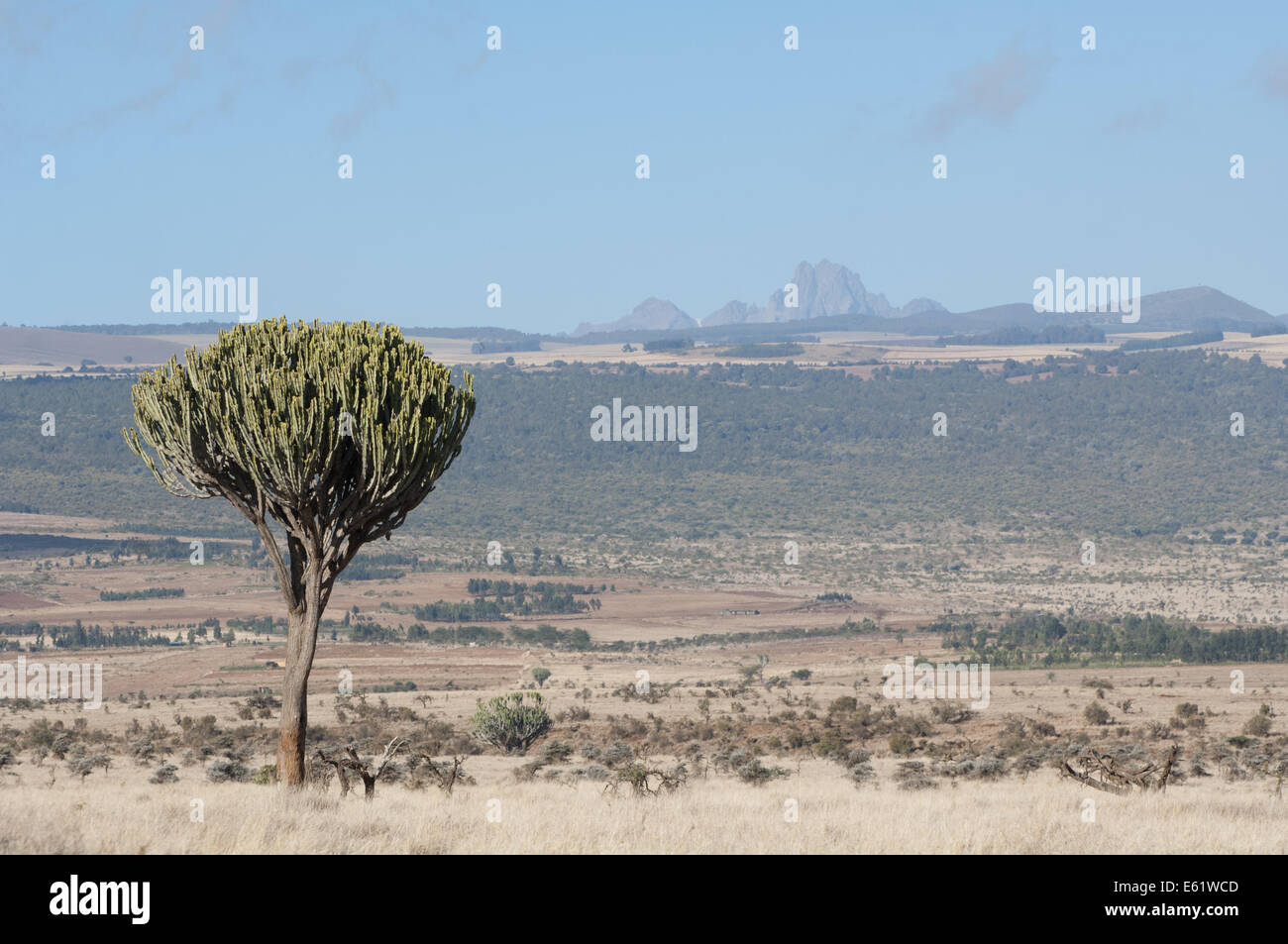 Candelabra tree, & Mount Kenya Stock Photo