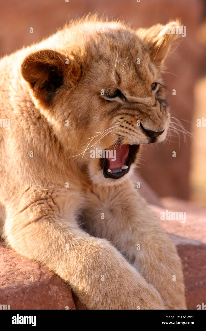 A four month old lion cub yawning. Stock Photo