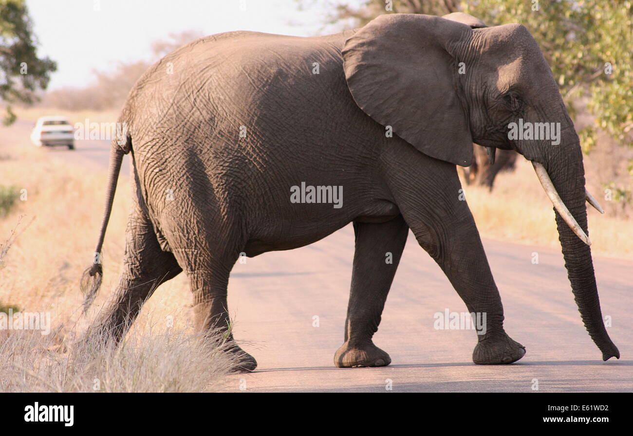 An African Elephant crosses the road in the Kruger National Park, South Africa Stock Photo