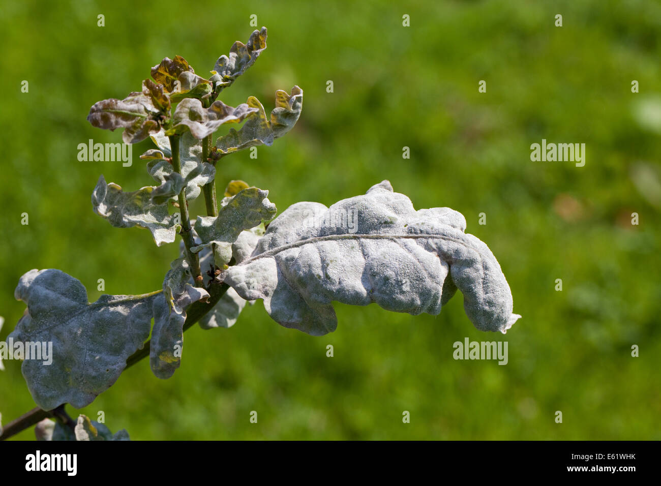 Oak tree fungus disease hires stock photography and images Alamy