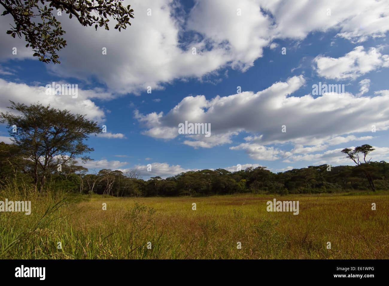 Miombo woodlands cover huge tracts of land near Bangweulu, Zambia and house many magnificent trees. Stock Photo