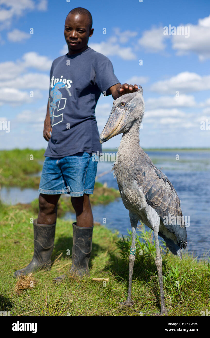 human shoebill stork size human shoebill stork size